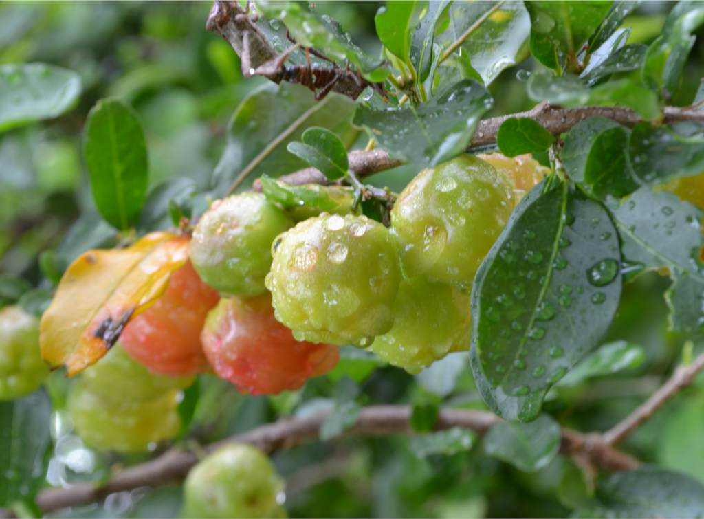 acerola cherries