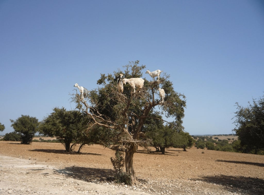 Plusieurs Arganiers. Sur l'un se trouvent des chèvres mangeant des noix d'Argan