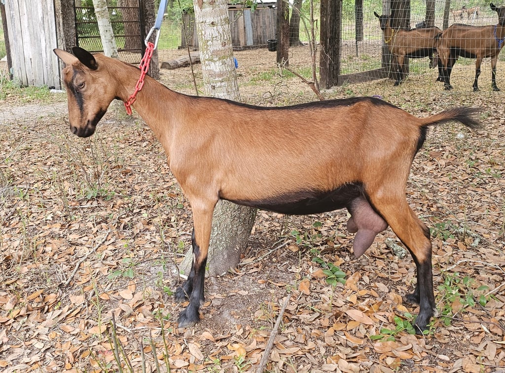 Ruby, Oberhasli doe in milk