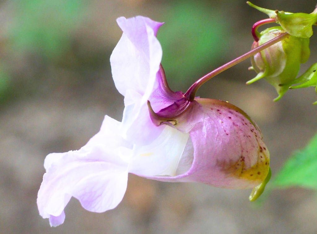 Flor Impatiens, para a impaciência, estresse e irritabilidade