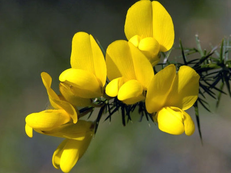 Flor Gorse, de onde é extraída a essência floral Gorse, para quem perdeu a esperança