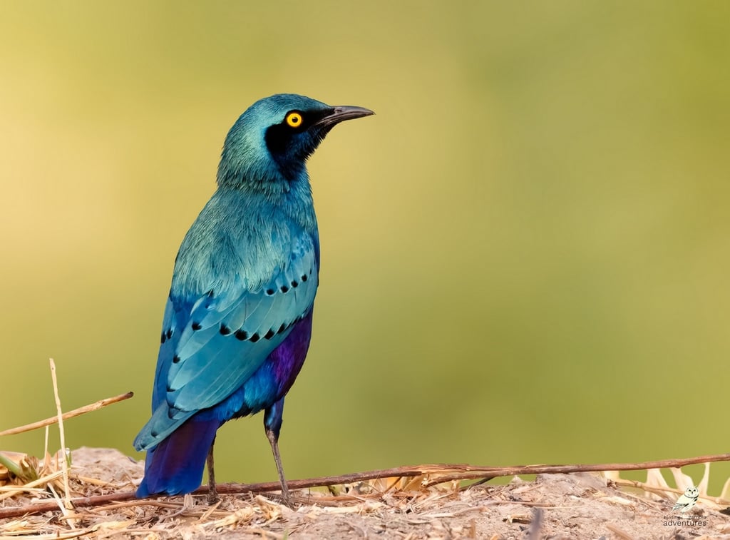 Purple Glossy Starling | Birding Adventures Gambia