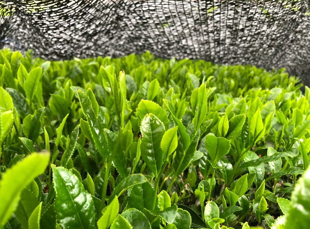 Théiers sous ombrage