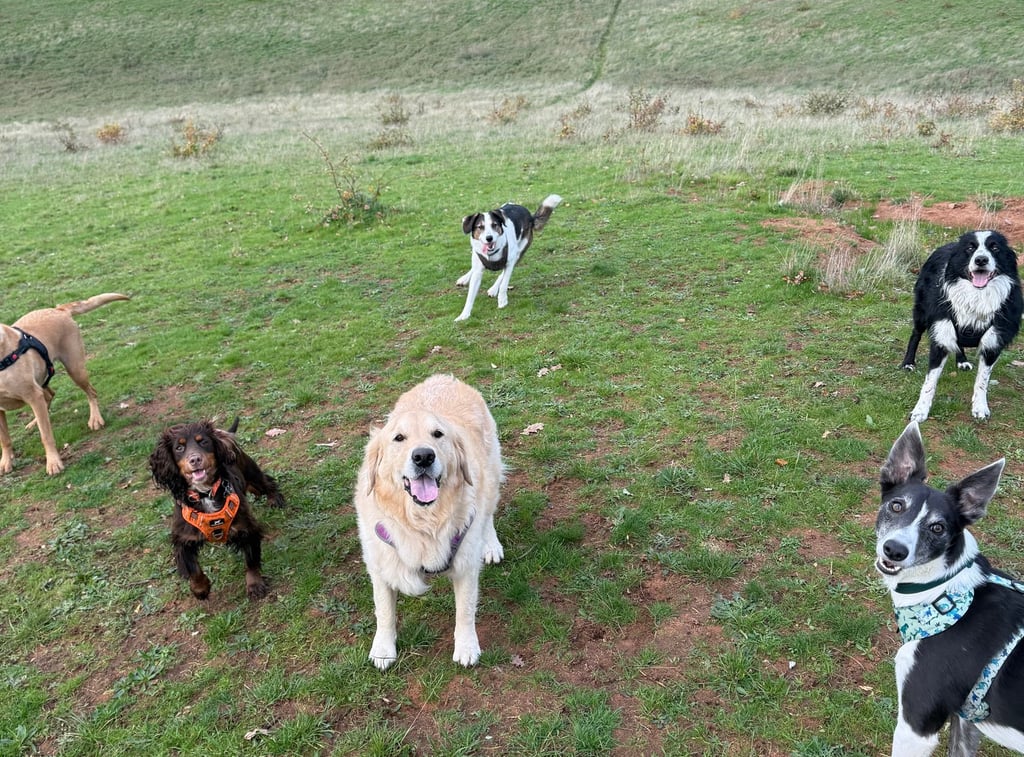 Various happy dogs on a countryside walk