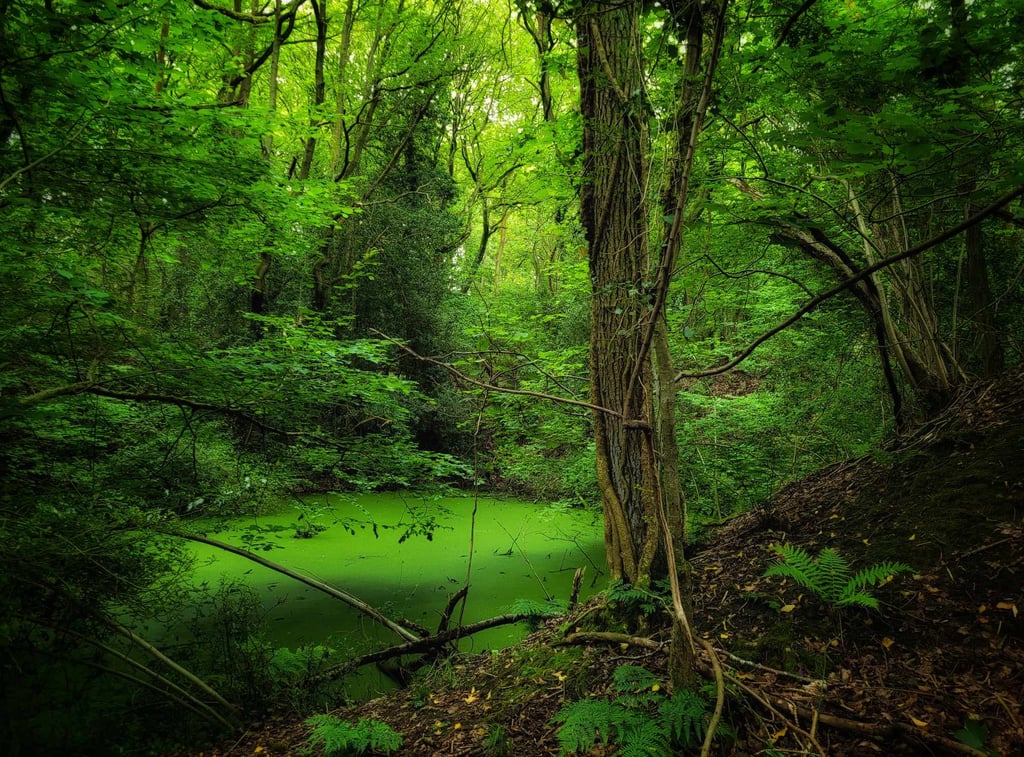 Lush green forest with a mystical mossy pond surrounded by dense trees and ferns.