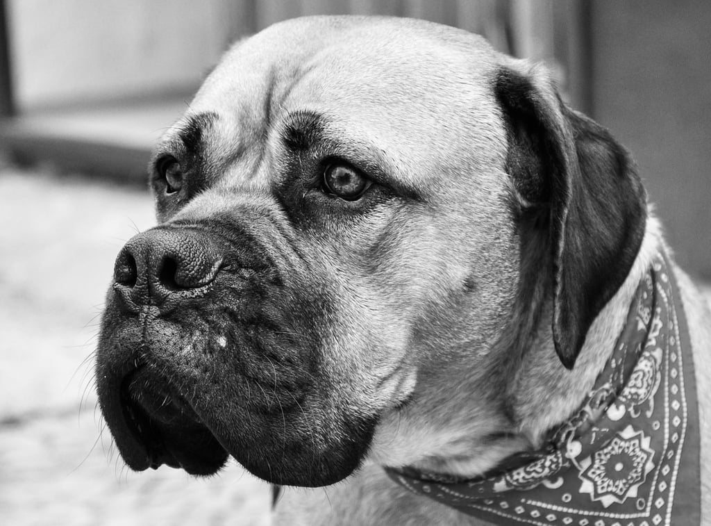Black and white image of a mastiff dog face