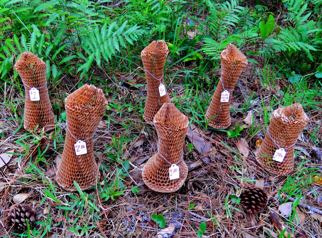 Six cardboard packing "morels" with price tags in a forest environment.