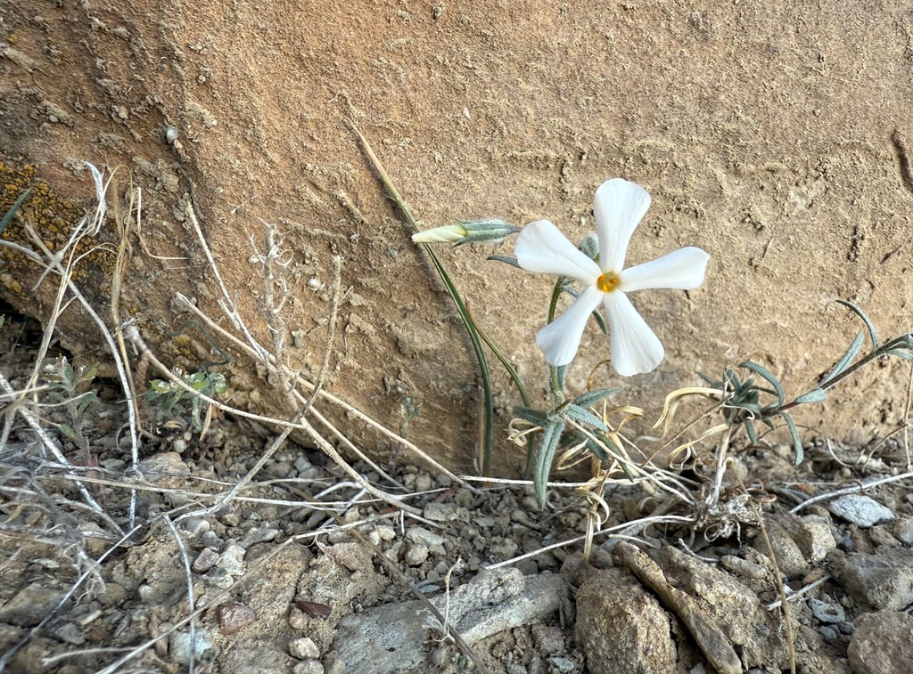 a white flower growing out of a rock wall