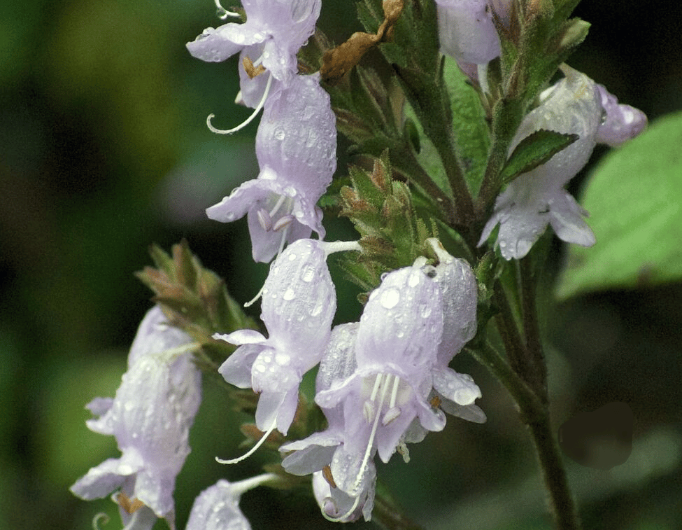 Nelu flower in Sri Lanka