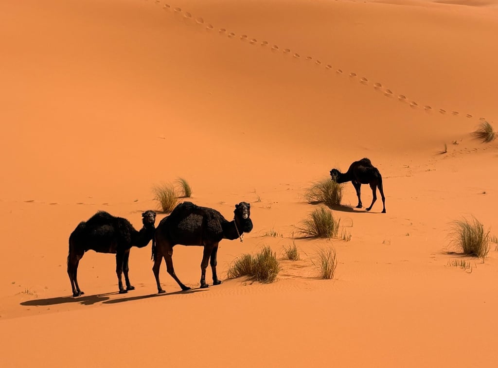 Merzouga