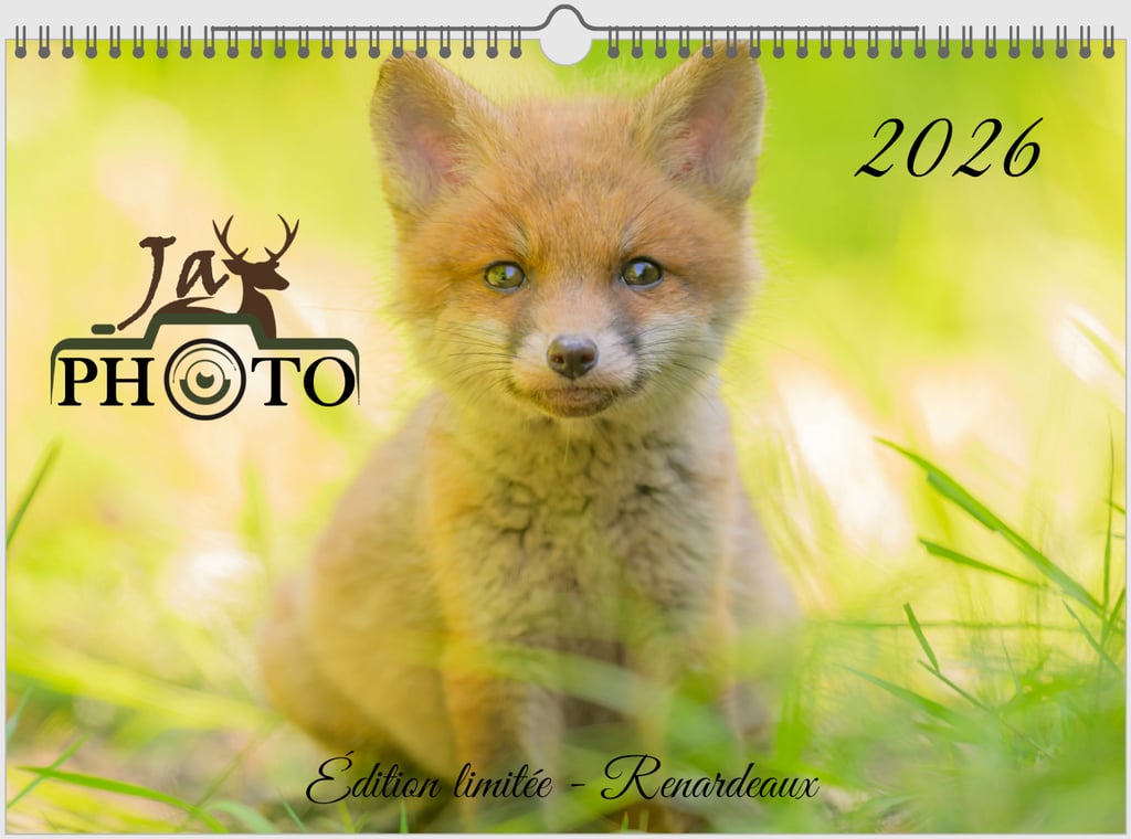 Calendrier 2026 JayPhoto, couverture renardeau — format 20×30