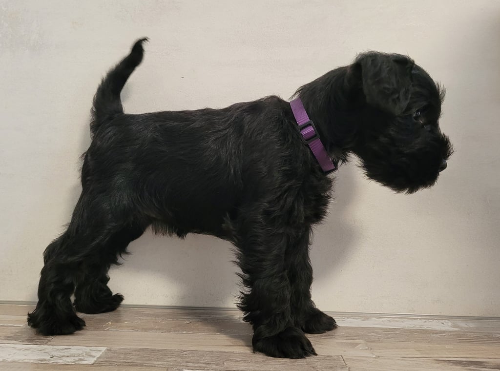 Anouk des Diamants Noirs d'Also