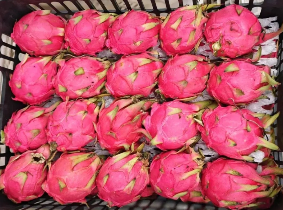 how to tell if dragon fruit is ripe