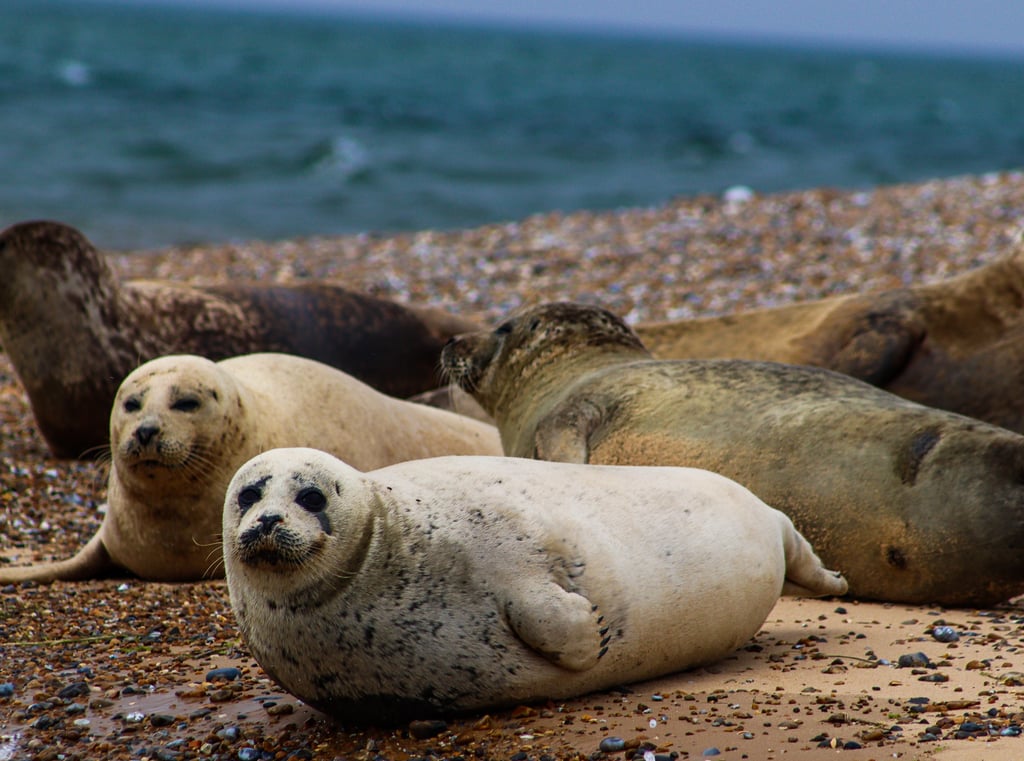 Seals Blakeney Point