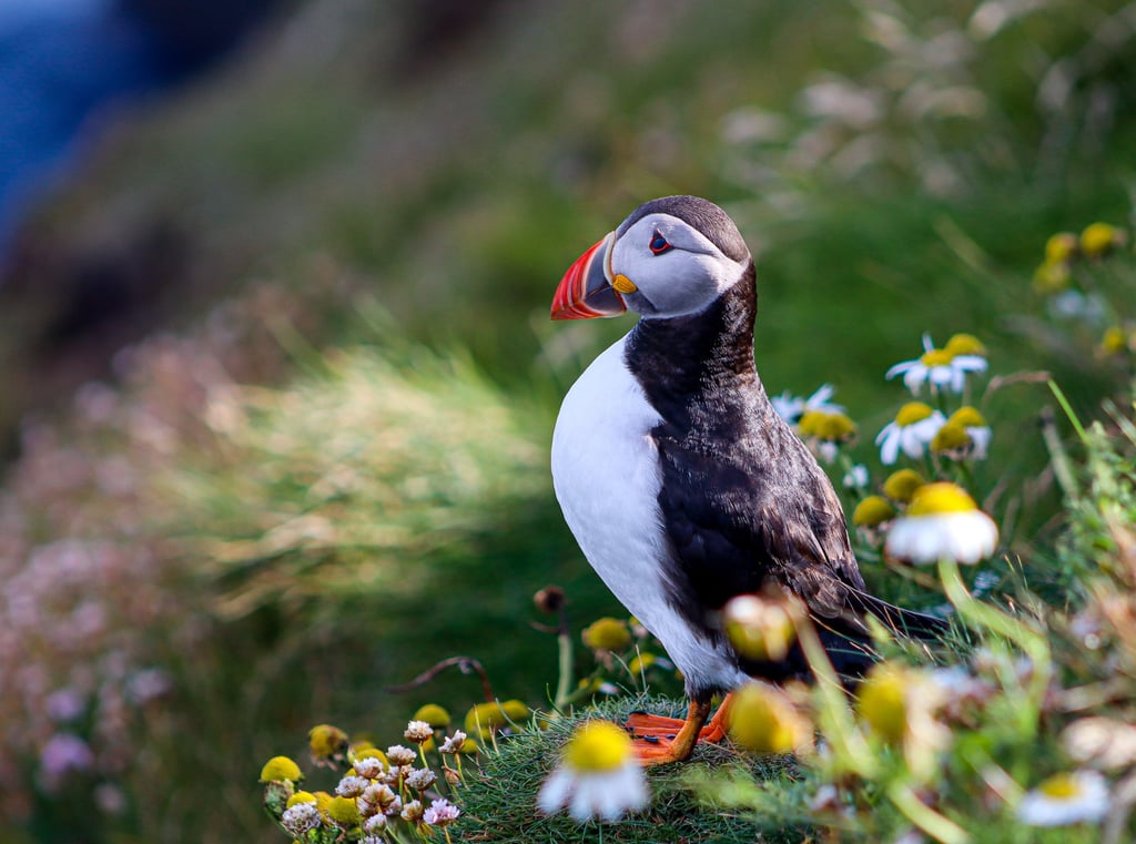 Puffings at Sumburgh Head Lighthouse Shetland