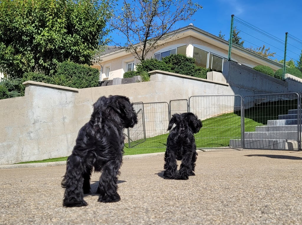 Chiots Schnauzer retour aux vestiaires
