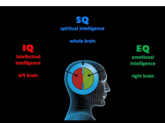 brain
