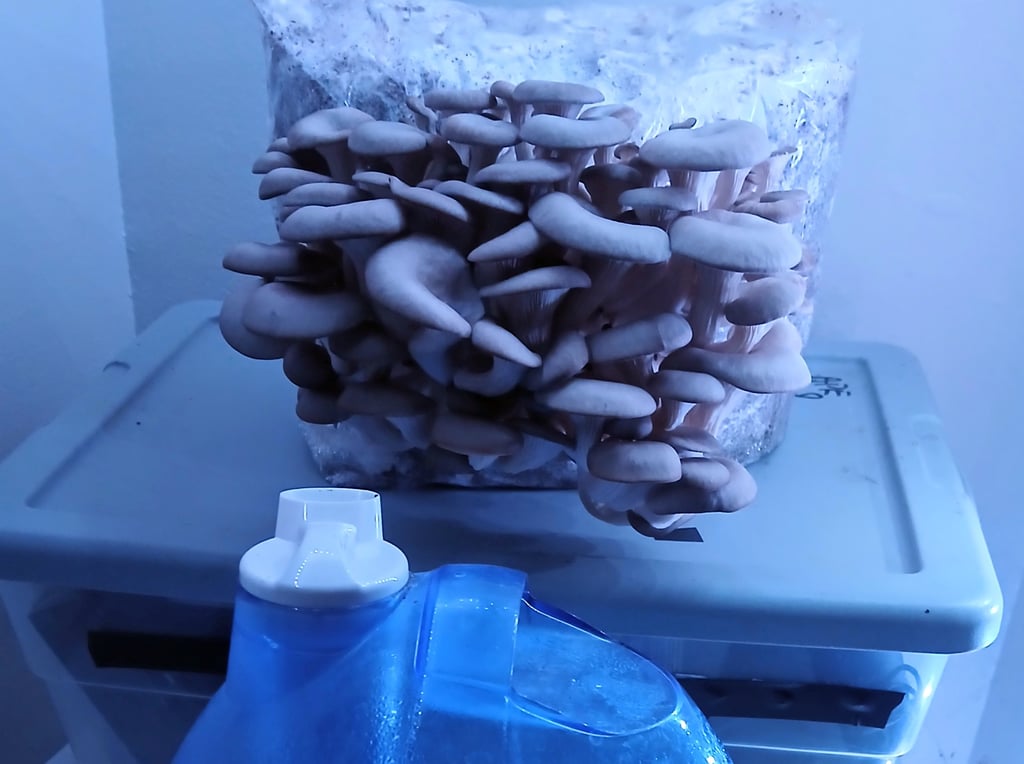 humidifier in front of mushroom grow kit