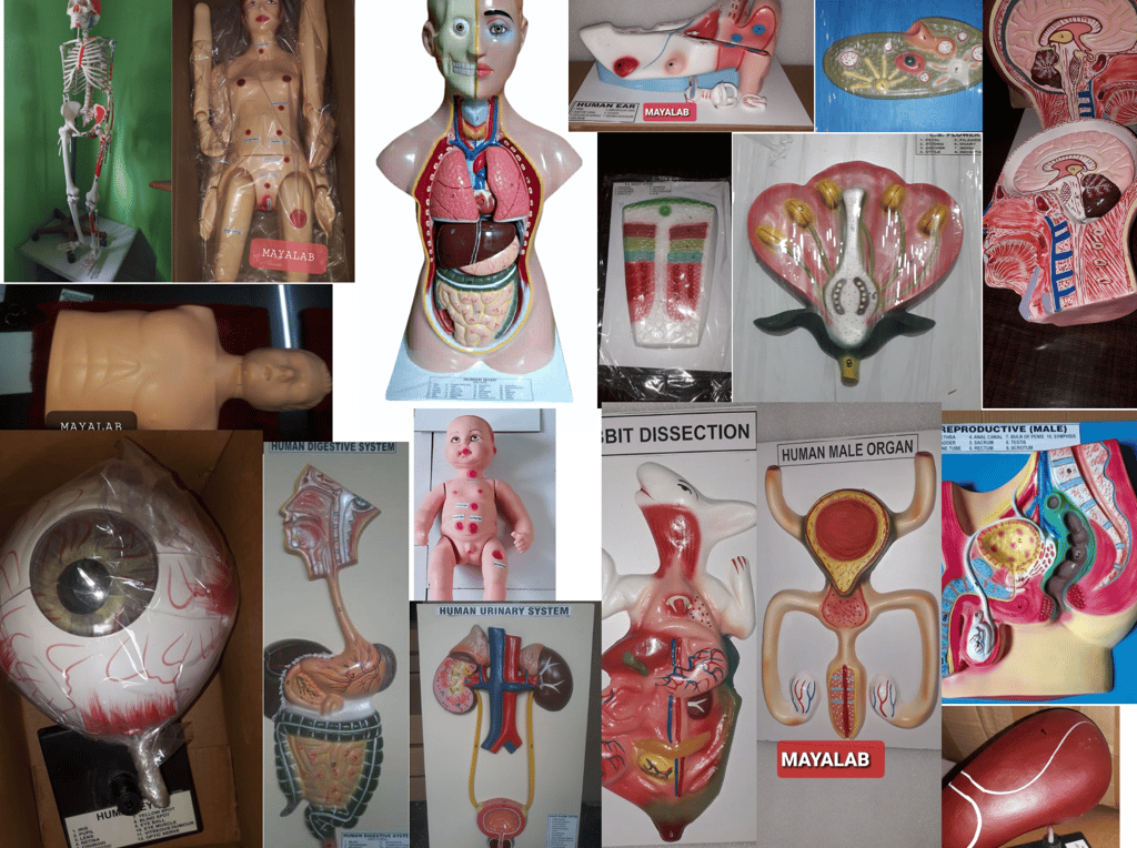 biology-science-model