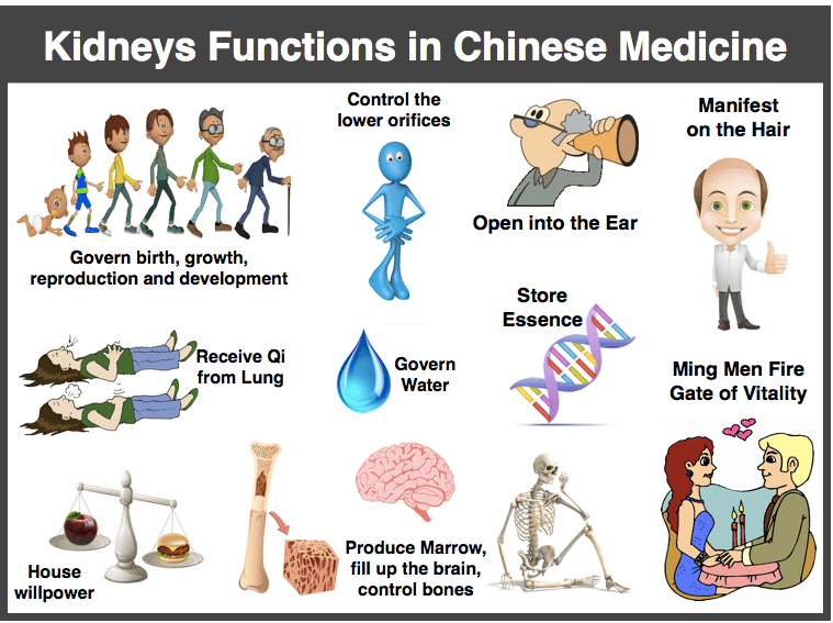 TCM kidneys