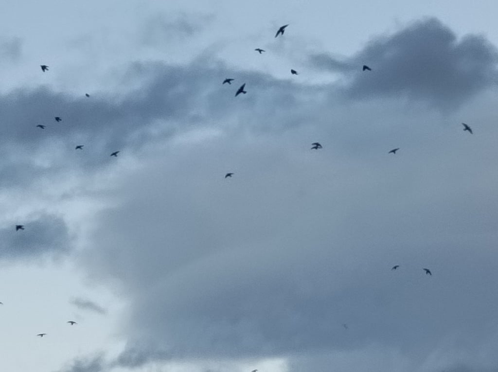 The last starlings fly off to join the murmuration