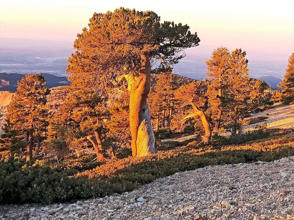 Trees at sunrise on the Baldy Bowl Trail | Mount San Antonio (Mount Baldy) | San Gabriel Mountains
