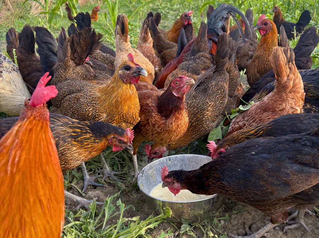 Desi chickens feeding