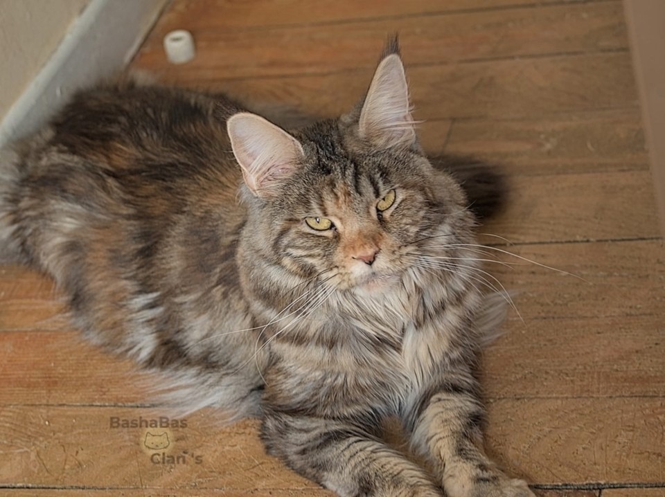 maine coon aux reflets dorés à besancon