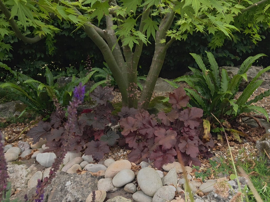 Underplanted Acer in a rock garden redesign
