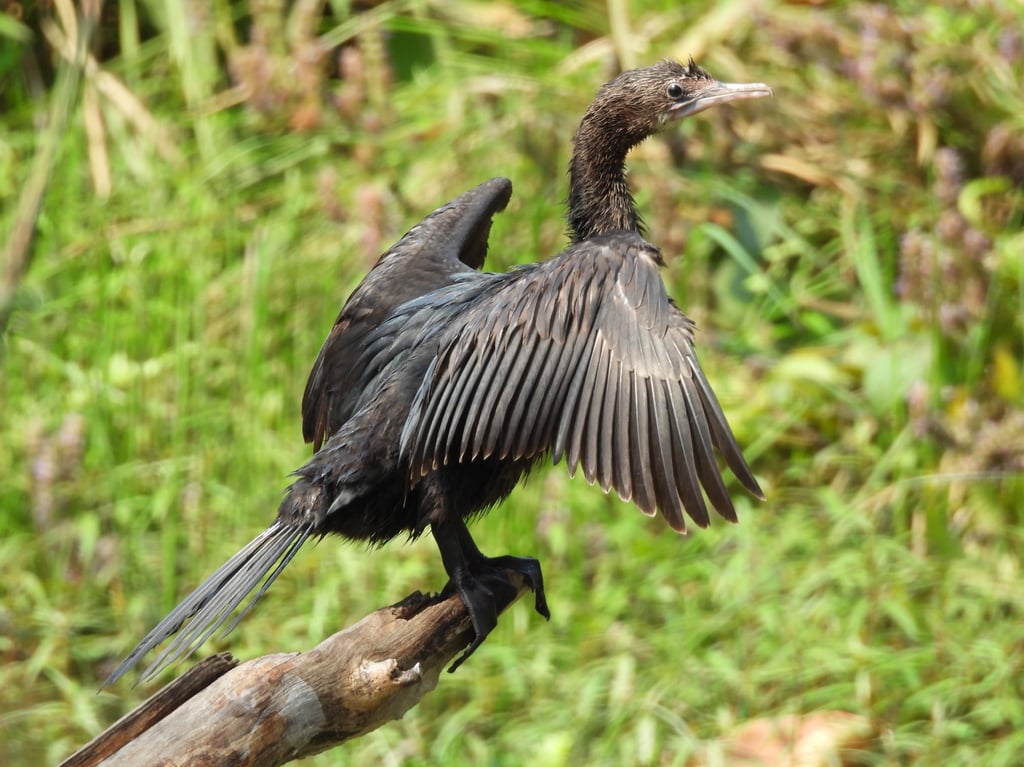cormorant in Bardiya