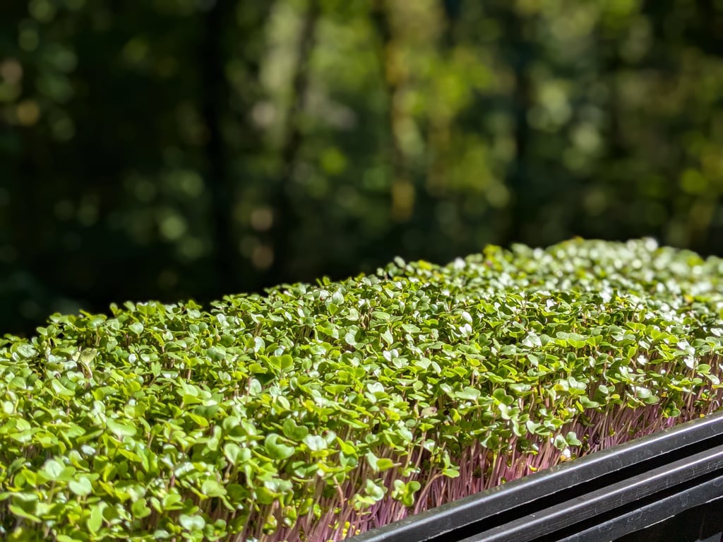 Our Hydroponic farm for heirloom microgreens & herbs. Healthy weekly meal prep private chef dinners