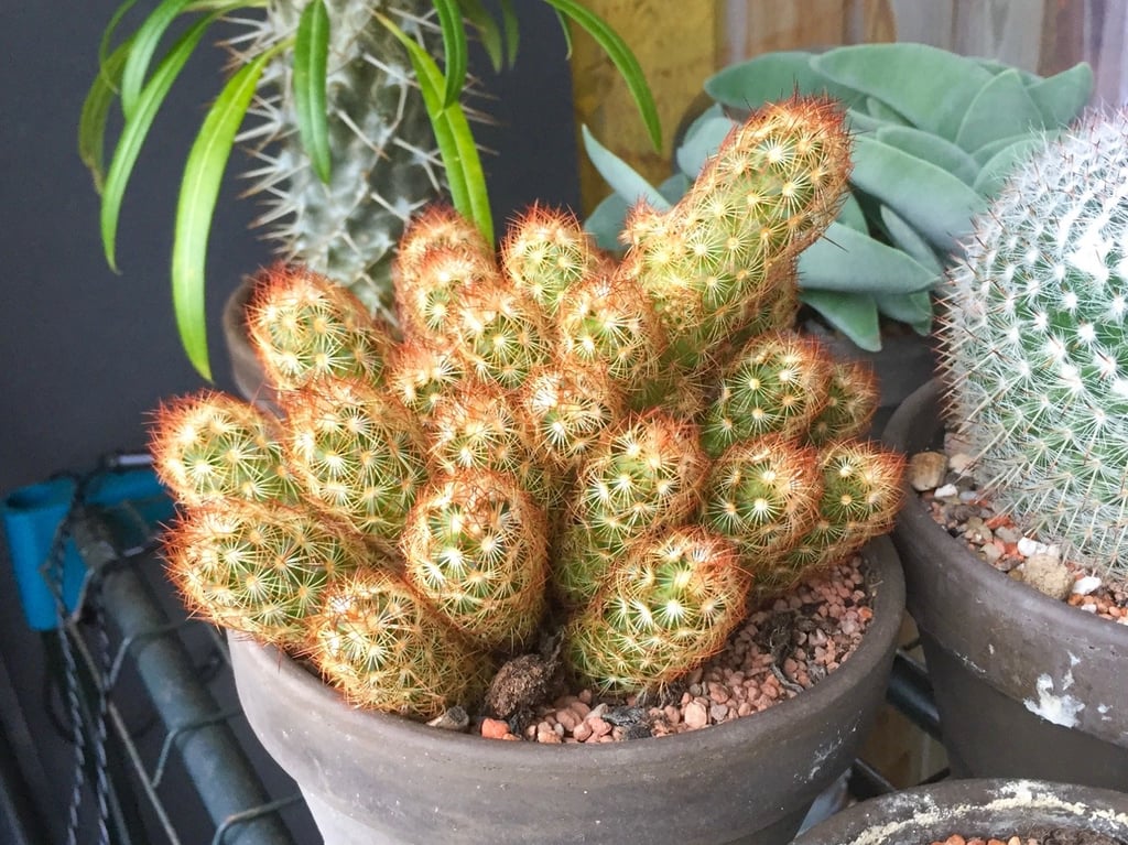 multple Lady Finger Cactus stems growing indoors