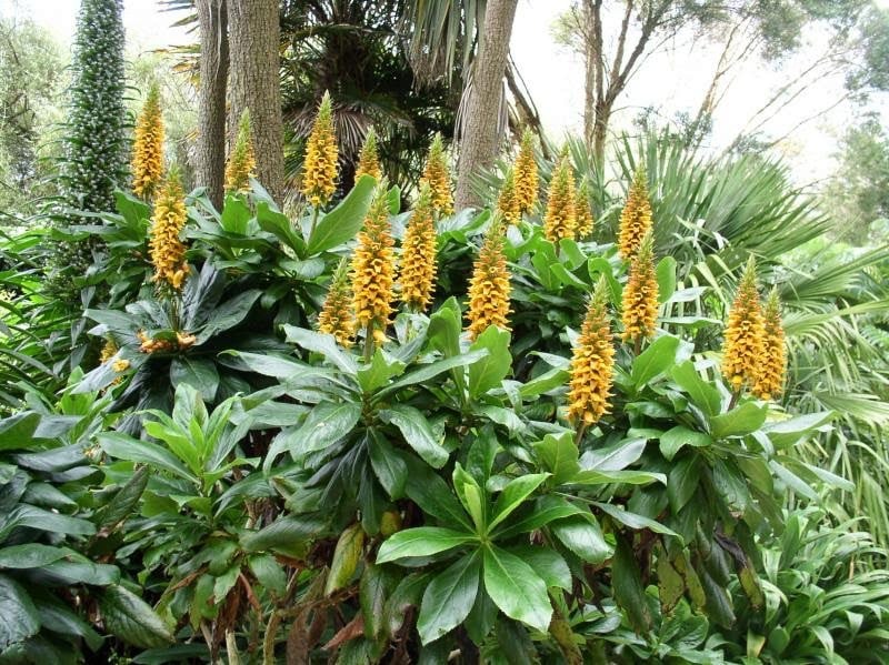 multiple Carny Island Foxglove Plants for containers
