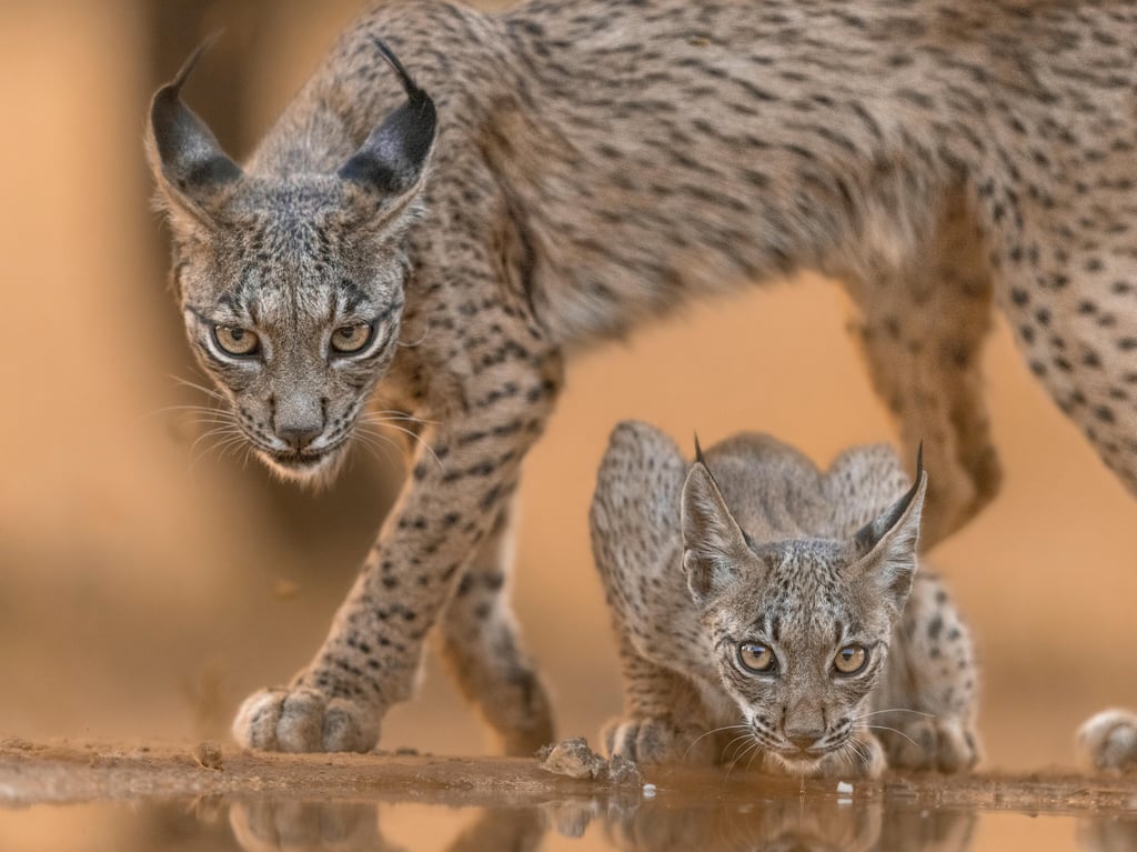 Wild bobcat with cub, representing wildlife safety, animal behavior awareness, and caution