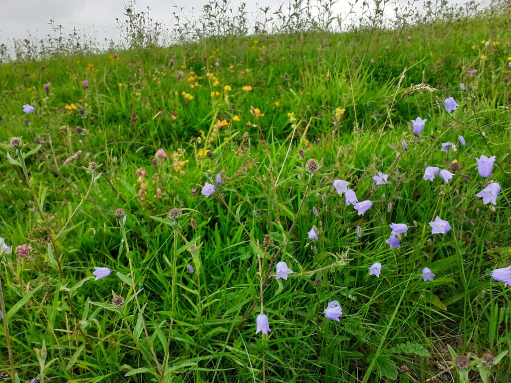 Harebells