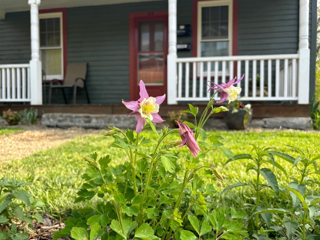 Columbines at Mallow Rose Cottage, Spring 2024