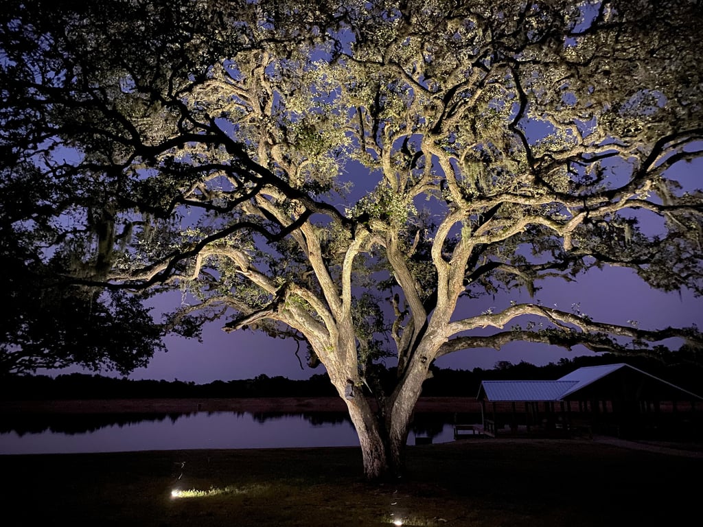 well lights installed at base of large tree to up light the branches