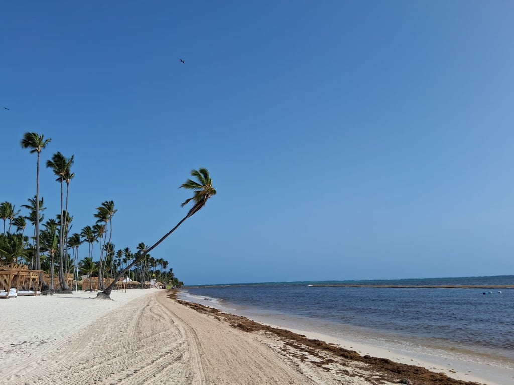 Palm-lined beach in Punta Cana with sargassum along the shore and in the water