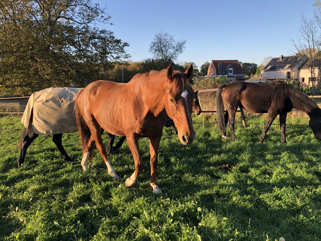 hippothérapie à namur prix