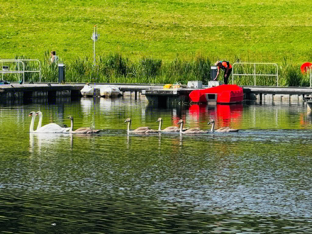 a group of swans and ducks in a lake