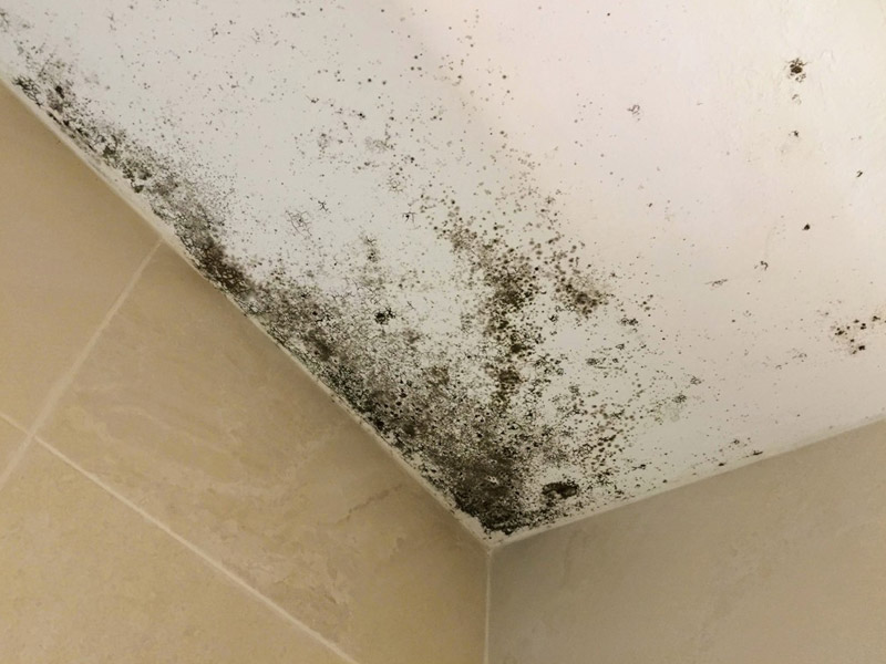 problème humidité moisissure