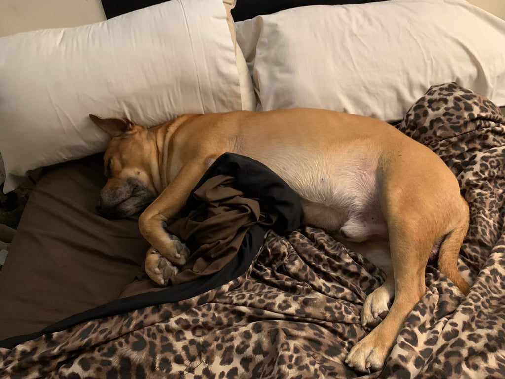 Dog laying sideways on couch holding blanket with pillows behind himpillow