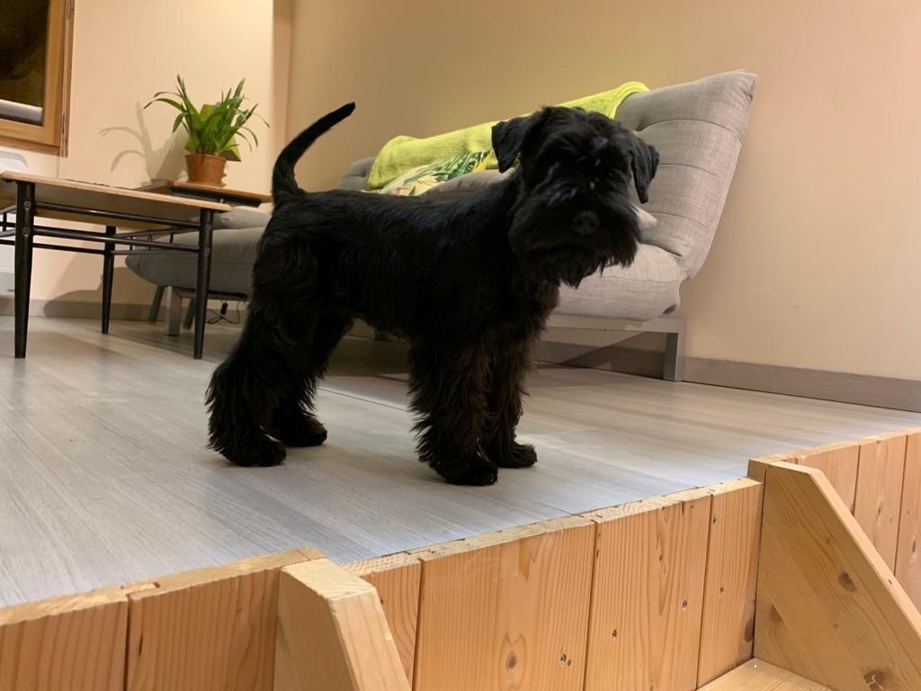 Uma des Diamants Noirs d'Also