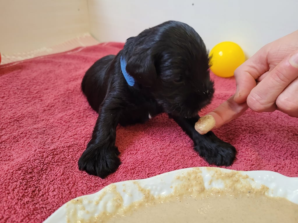 Vador des Diamants Noirs d'Also