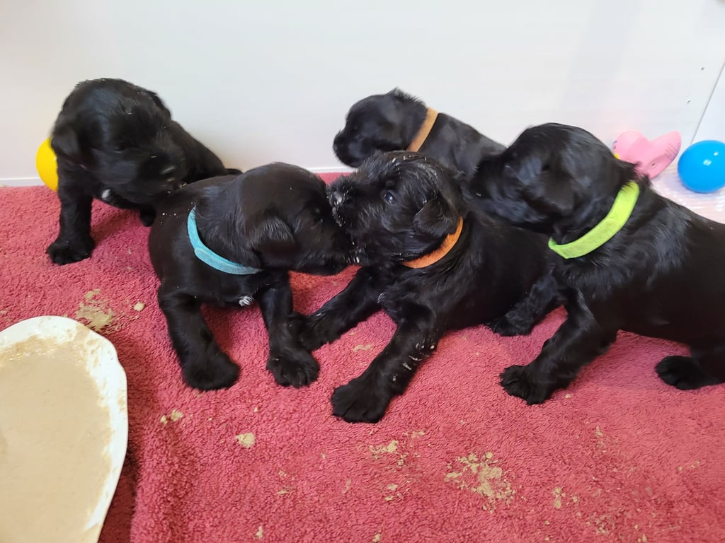 Bébés Schnauzer nain noir