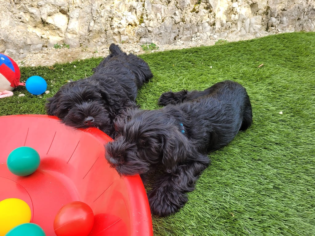 Chiots Schnauzers nains qui grignotent