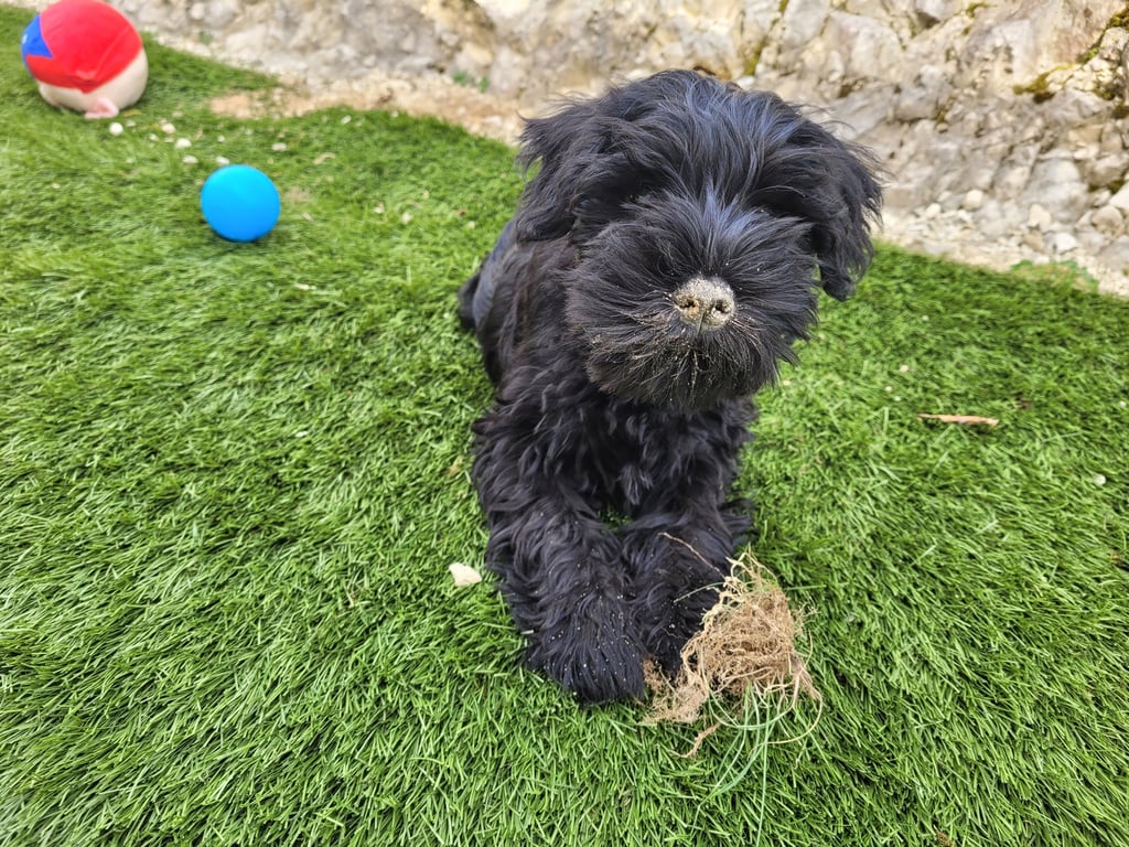 Chiot Schnauzer nain qui jardine
