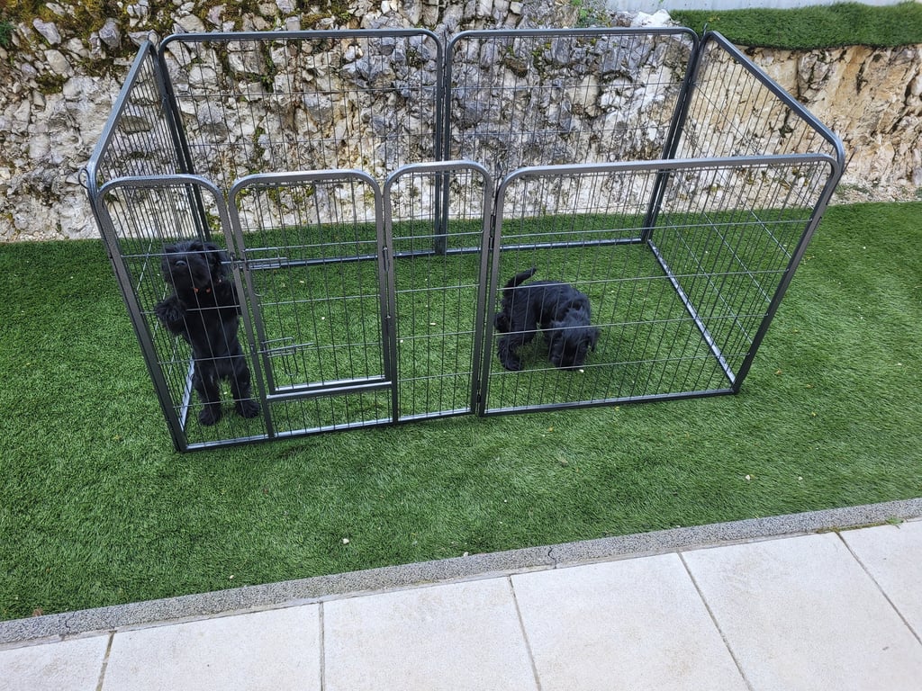 Apprentissage propreté chiots