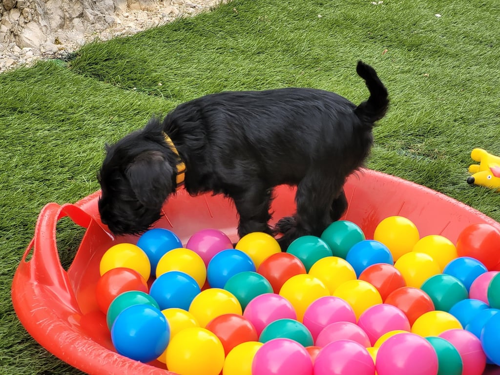 Chiot dans piscine à balles