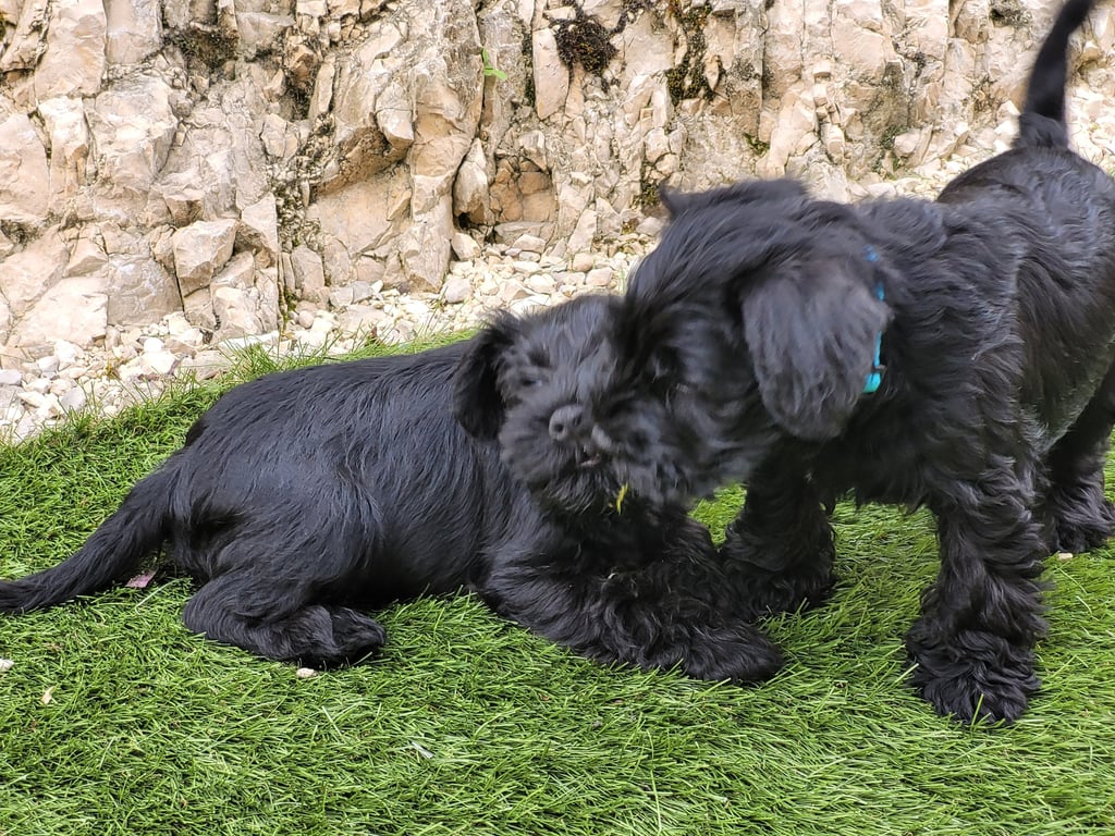 Bagarre pour un brin d'herbe !